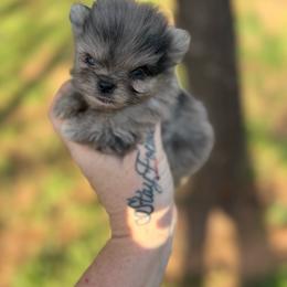Blue Merle - Blue merle female Pomeranian puppy in Harrah, Oklahoma from Sunshines Pomeranians & Cavapoos