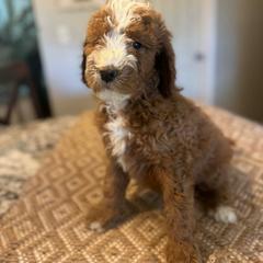 Blue collar boy - Red  male Goldendoodle puppy in Vian, Oklahoma from Dog Days Doodles
