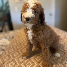 Blue collar boy - Red  male Goldendoodle puppy in Vian, Oklahoma from Dog Days Doodles