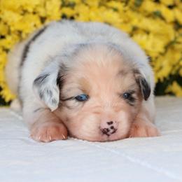 Rogue - Blue merle female Miniature Australian Shepherd puppy in Goliad, Texas from Sassy Lil Aussies and Diamond W Poodles
