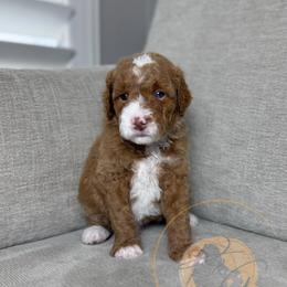 Green Bean - Red  male Goldendoodle puppy in Murrieta, California from Apricot Poodles & Goldendoodles, LLC