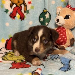 Cupid - Red tri female Miniature Australian Shepherd puppy in Corbin, Kentucky from Lightning K Kanine’s