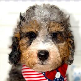 Lincoln - Curly Coat - Merle male Bernedoodle puppy in Beecher, Illinois from Erica’s Doodles