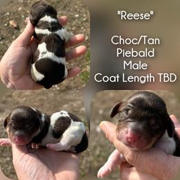 Reese - Piebald male Dachshund puppy in London, Kentucky from Steele Half Acre Homestead