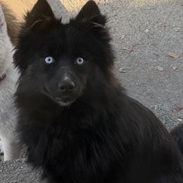 Remi - Pomsky