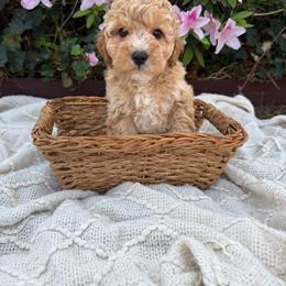 Mr. Green - Cream male Cavapoo puppy in Goldsboro, North Carolina from The Grantham House