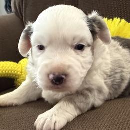 Daisy - Blue merle female Toy Australian Shepherd puppy in Cedar Creek, Texas from Rowdy Ranch Tx