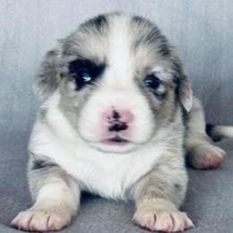 Girl 2 - Blue merle and white female Cardigan Welsh Corgi puppy in Huntington Beach, California from Gingerbread