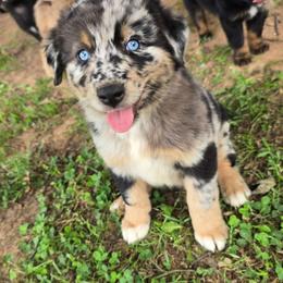 Dessi - Blue merle female Australian Shepherd puppy in Harrah, Oklahoma from Whippoorwill Aussies of Oklahoma