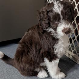Cocoa - Red tri-color male Aussiedoodle puppy in New Durham, New Hampshire from Ridgeview Aussiedoodles