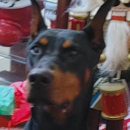 Stella - Doberman Pinscher