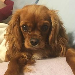 Cavalier King Charles Spaniels from Cimarron Frontier Doodles