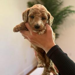 Lime - Apricot female Goldendoodle puppy in Kenansville, North Carolina from J+A Family Doodles