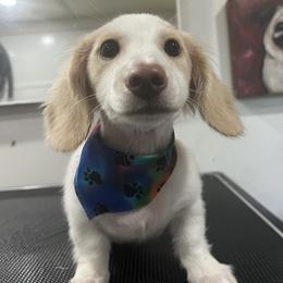 Polar - Dachshund