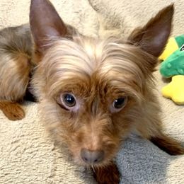 Pnut - Yorkshire Terrier