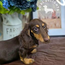 Sweet Tea - Dachshund