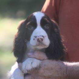 Marley - Liver and white female English Springer Spaniel puppy in Athens, Texas from It's  A Dog Thing