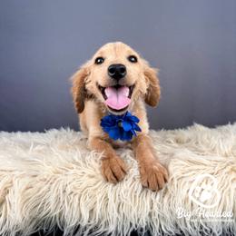 KitKat - Apricot female Goldendoodle puppy in Utah County, Utah from Big Hearted Breeders