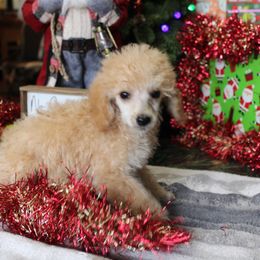 English Springer Spaniel and Poodle Puppies from Haskeez