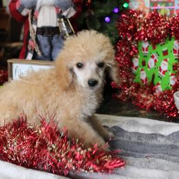 English Springer Spaniel and Poodle Puppies from Haskeez