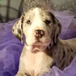 Great Danes from Acres Verdes Danes