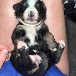 Yellow - Black rust and white female Bernese Mountain Dog puppy in North Grove, Indiana from J&F Country Canines