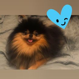 Pomeranian Puppies from Pardi Poms