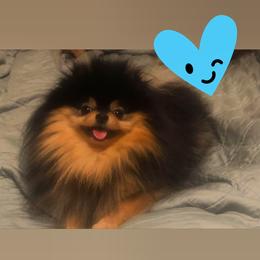 Pomeranian Puppies from Pardi Poms