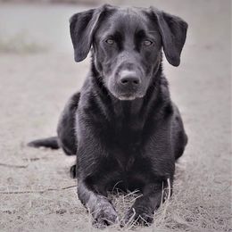 Willow  - Labrador Retriever