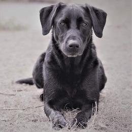 Willow  - Labrador Retriever