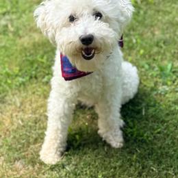 Poodle Puppies from Little Legacy Puppies