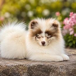 Choc merle male - Chocolate merle male Pomeranian puppy in Bourbonnais, Illinois from T & D Poms