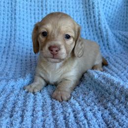 Sadie - Cream female Dachshund puppy in Janesville, California from Elysian Creek Doxies