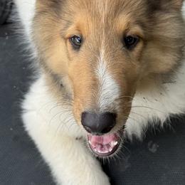 Jasper - Sable merle and white male Collie puppy in Centerview, Missouri from Hedge Haven Farm