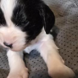 Violet - Purple - Black and white female Bernedoodle puppy in Carlisle, Iowa from Farnsworth Bernedoodles