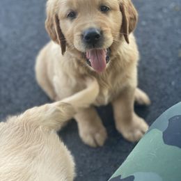 Golden Retriever Puppies from Homeward Bound Goldens