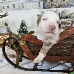Orange - Red merle male Miniature Australian Shepherd puppy in Cedar Creek, Texas from Rowdy Ranch Tx