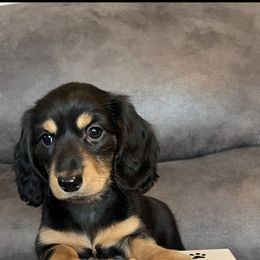Grace - Black and tan female Dachshund puppy in Stuart, Iowa from Johnson Family Corgis and more