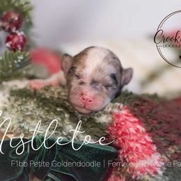 Mistletoe - Merle female Goldendoodle puppy in Woodruff, South Carolina from Crooked Creek Doodles and Poodles