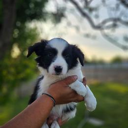 Tonka - Black and white male Border Collie puppy in Dewey, Arizona from Fásach Stockdogs
