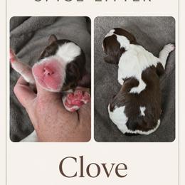 Clove - Tri-Roan female English Springer Spaniel puppy in Fort White, Florida from Thunderbird Springers