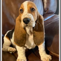 Gray - Black white and brown male Basset Hound puppy in Columbia, South Carolina from Pawmetto Hounds