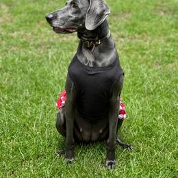 Marlow - Weimaraner