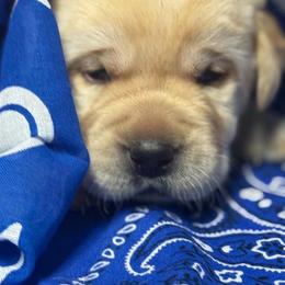 Boy 1 - Yellow male Labrador Retriever puppy in Cutler, Indiana from Woodstock Retrievers