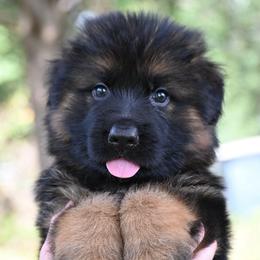 Frog - Black and red male German Shepherd puppy in Nacogdoches, Texas from Vom Hausgladfel