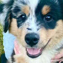 Miniature American Shepherds and Miniature Australian Shepherds from TRAILS END Gemini Minis