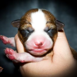 Padme - Red and white female Basenji puppy in San Diego, California from Triforce Basenjis