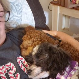 Poodle All Grown Up from M & M Poodles