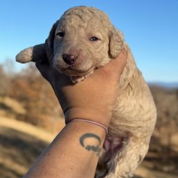 Coconut Cream - White female Sheepadoodle puppy in Greeneville, Tennessee from Smokey Mountain Sheepadoodles