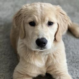 Golden Retrievers from Hunny Bear Goldens LLC
